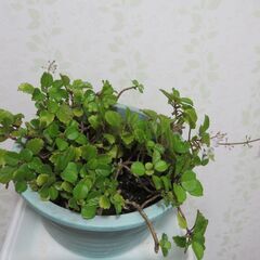 スゥエーデンアイビーの画像