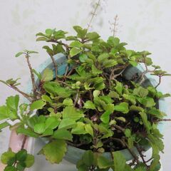 スゥエーデンアイビーの画像