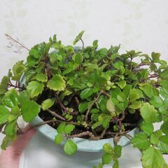 スゥエーデンアイビーの画像