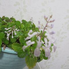 スゥエーデンアイビーの画像