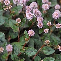 グランドカバーにヒメツルソバの画像