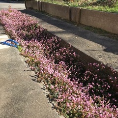 グランドカバーにヒメツルソバの画像