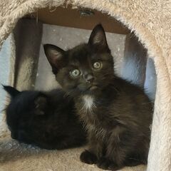 じゃれ合いっこ✦ちびにゃん兄妹②