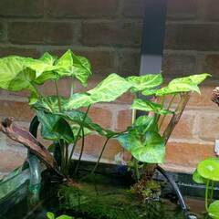 アクアリウム用 水草 シンゴニウムの画像