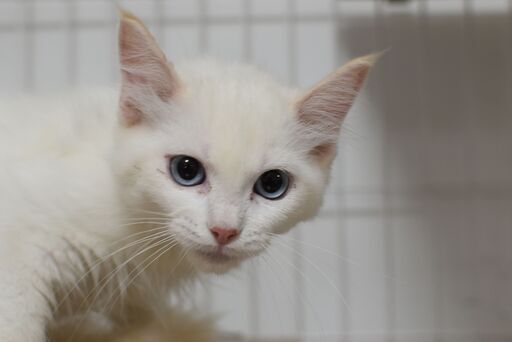 11/8(土) 25頭譲渡会。4カ月ラグドール♂【里親募集】 (里親探し