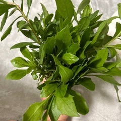 オステオスペルマム挿し木用枝4本の画像