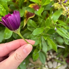 オステオスペルマム挿し木用枝4本の画像