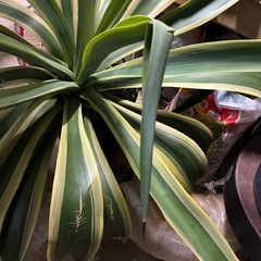 アガベ　 高さ約１０８センチの大きな株　　　　新芽が伸びて立派な針が付いています　写メ４　10/2710/27の画像