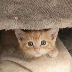 じゃれ合いっこ✦ちびにゃん兄妹③