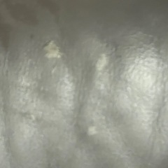 ニトリ　電動リクライニングソファの画像