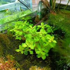 水草 ルドウィジアレペンス ★水槽に置くだけ★ めだか・エビ水槽に・・の画像