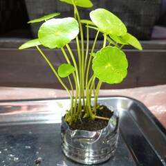 水草 ルドウィジアレペンス ★水槽に置くだけ★ めだか・エビ水槽に・・の画像