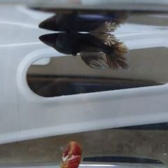 11月3日にて、今年のメダカ売り切り終了🔚の画像