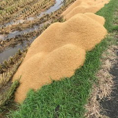 籾殻　もみ殻の画像