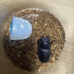 祖父江産オオクワガタ　ペアの画像