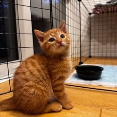 里親募集★茶トラ男の子2ヶ月