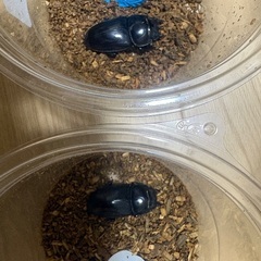 グランディスオオクワガタ　1オス4メスの画像