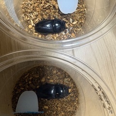 グランディスオオクワガタ　1オス4メスの画像