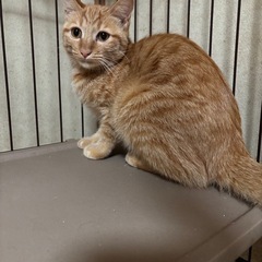 茶トラ♀ハチワレ♂２匹の募集になります。