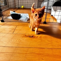 里親募集⭐️茶トラの男の子2ヶ月 - 里親募集