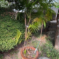 【20%オフ　7/17】【20%オフ　7/8】【20%オフ　7/4】【20%オフ　6/29】【20%オフ　6/25】【20%オフ　6/22】シュロチク　棕櫚竹　観葉植物　塊根植物　多肉植物　ビザールプランツ　レアプランツ　ガーデニング　植物　グリーン　趣味　盆栽　葉　花　庭　草　インテリア　おしゃれ　飾り　園芸　の画像
