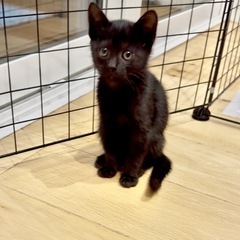 里親募集★美猫な黒猫女の子2ヶ月