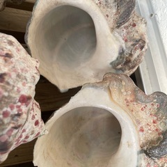 夜行貝　8個の画像