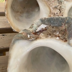 夜行貝　8個の画像