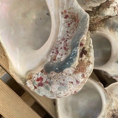 夜行貝　8個の画像