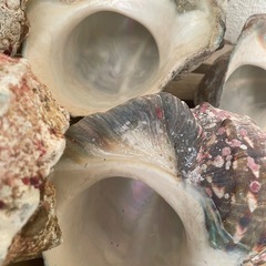 夜行貝　8個の画像