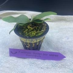 ゴールデンボーイの画像