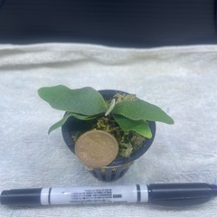 ゴールデンボーイの画像