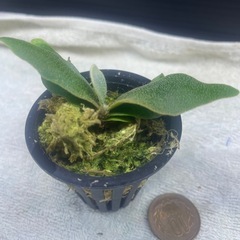 ゴールデンボーイの画像