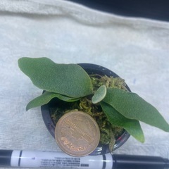 ゴールデンボーイの画像