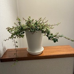 へデラ(アイビー)ダックフットの画像