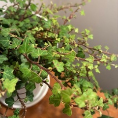 へデラ(アイビー)ダックフットの画像