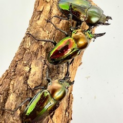 ニジイロクワガタ　トリオ　♂1♀2の画像