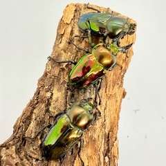 ニジイロクワガタ　トリオ　♂1♀2の画像