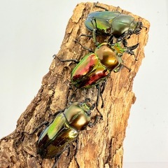 ニジイロクワガタ　トリオ　♂1♀2の画像