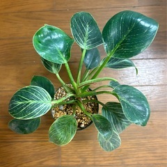 フィロデンドロン:バーキン 観葉植物の画像