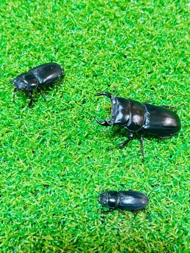 ヤクシャオオクワガタ（ツノボソオオクワガタ）即ブリ　トリオ