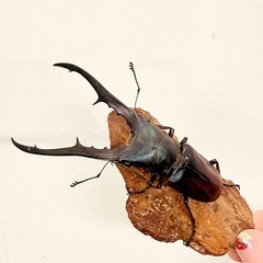 メタリフェルホソアカクワガタ♂単の画像