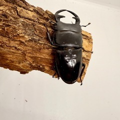 クルビデンスSSP ♂ 単体の画像