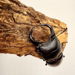 クルビデンスSSP ♂ 単体の画像