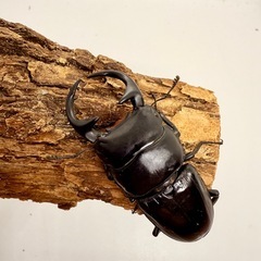 クルビデンスSSP ♂ 単体の画像