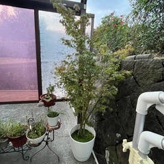 紅葉　セダム付きの画像