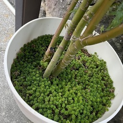 紅葉　セダム付きの画像