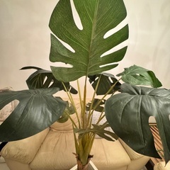 フェイクグリーンの画像