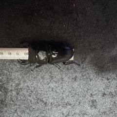 オオクワガタの画像