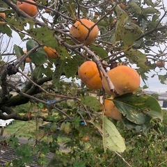 [11/3限定]無農薬　甘柿　採れたて　202511025の画像